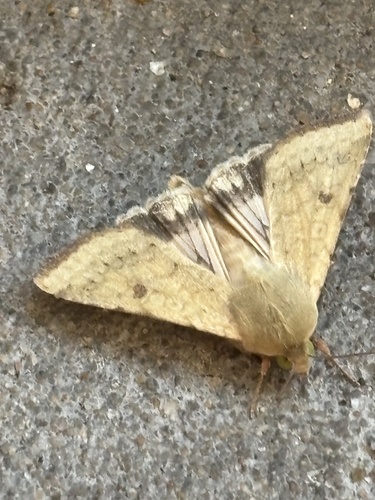 Corn Earworm Moth