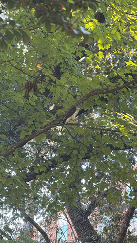 Cooper's Hawk
