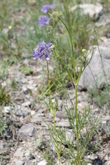 Scabiosa comosa