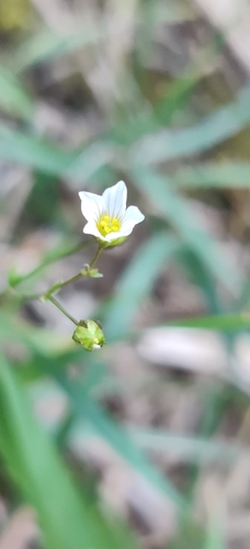 Linum catharticum observed 2026-10-06