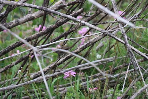 iNaturalist image