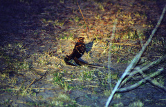 Caprimulgus vexillarius