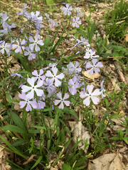 Phlox divaricata divaricata