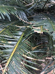 Cycas