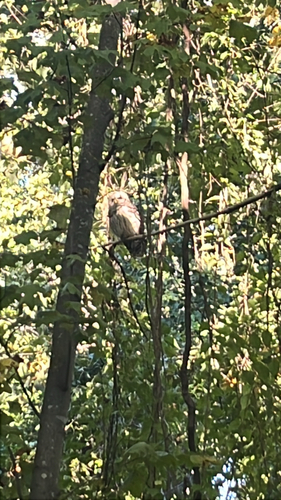 Barred Owl