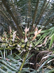 Cycas