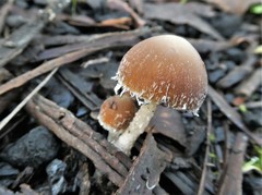 Psathyrella pennata