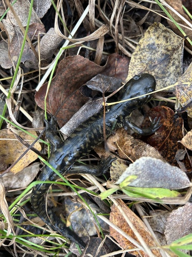 Western Tiger Salamander