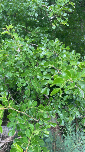 Haematoxylum campechianum observed 2026-10-06