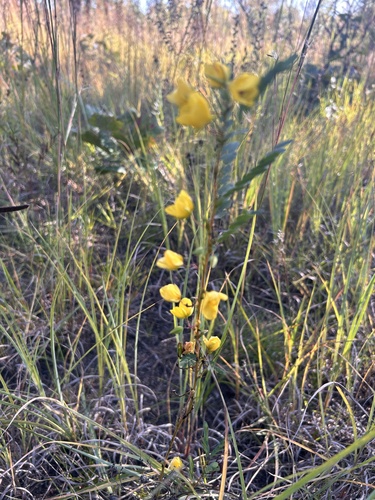 partridge pea