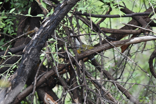 iNaturalist image