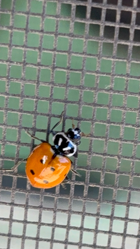 Convergent Lady Beetle
