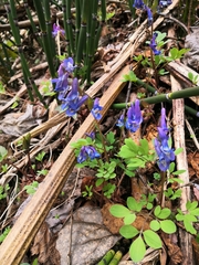 Corydalis ambigua