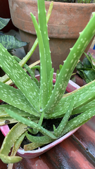 Aloe vera