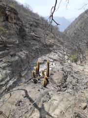 Haageocereus versicolor