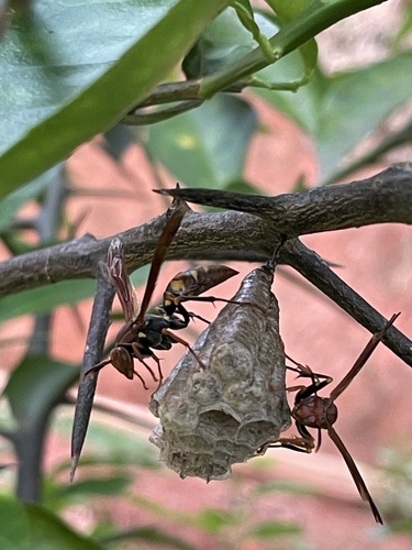 Variegated Paper Wasp