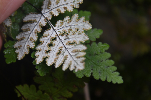 Aleuritopteris formosana observed 2026-08-23