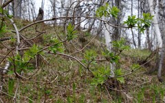 Sambucus kamtschatica