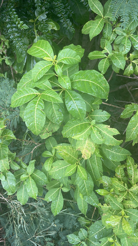 Rauvolfia viridis observed 2026-10-06