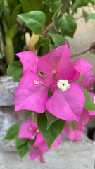 Bougainvillea