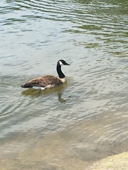 Branta canadensis