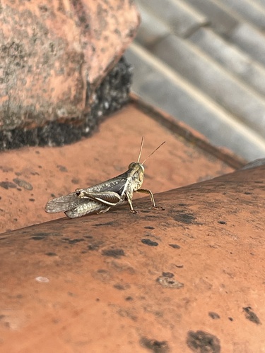Abracris flavolineata