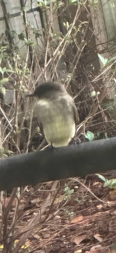 Eastern Phoebe