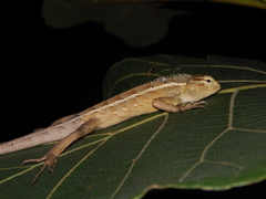 Calotes versicolor