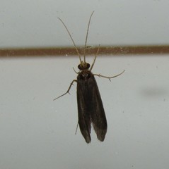 Annulipalpia