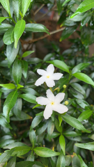 Tabernaemontana divaricata