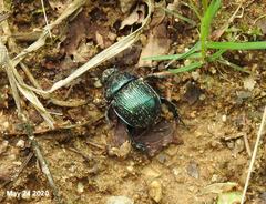 Phelotrupes auratus