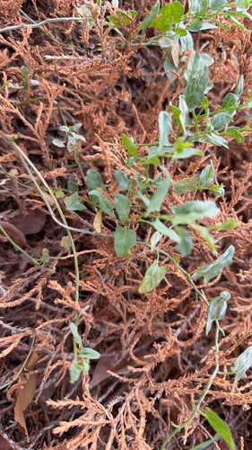 Bindweed Powdery Mildew