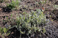 Leontopodium leontopodioides