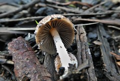 Psathyrella pennata