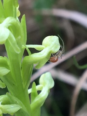 Helophora