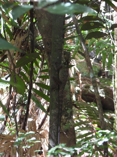 Boyd's Forest Dragon