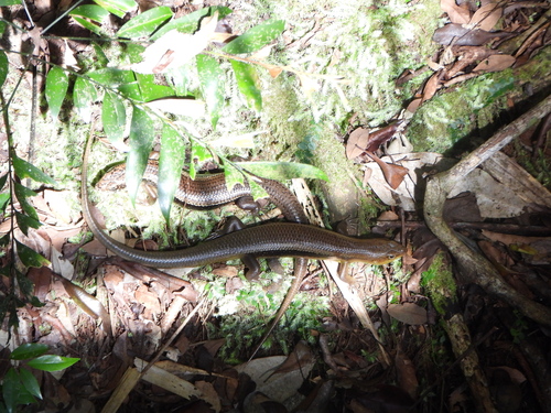 Major Skink