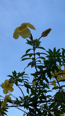Allamanda cathartica
