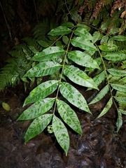 Dysoxylum