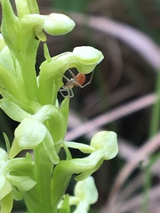 Helophora