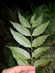 Dysoxylum