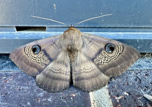 Southern Moon Moth