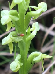 Helophora