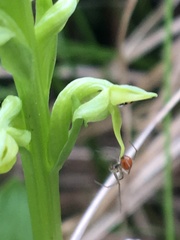 Helophora