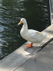 Anas platyrhynchos domesticus