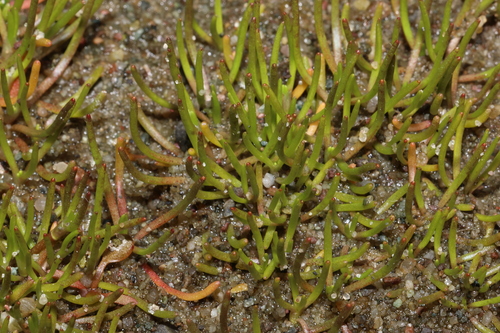 Spergularia canadensis, 2026-10-06
