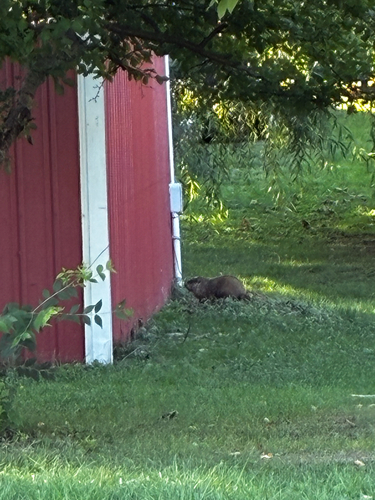 Groundhog