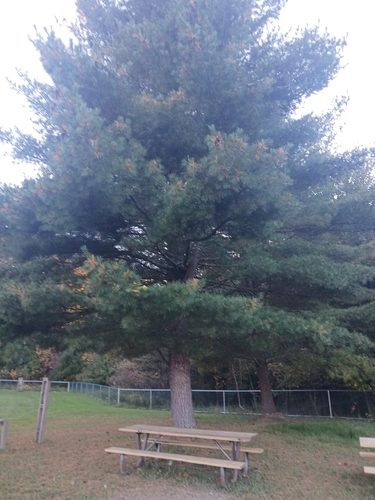 eastern white pine