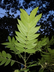 Dysoxylum mollissimum