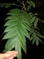 Dysoxylum mollissimum